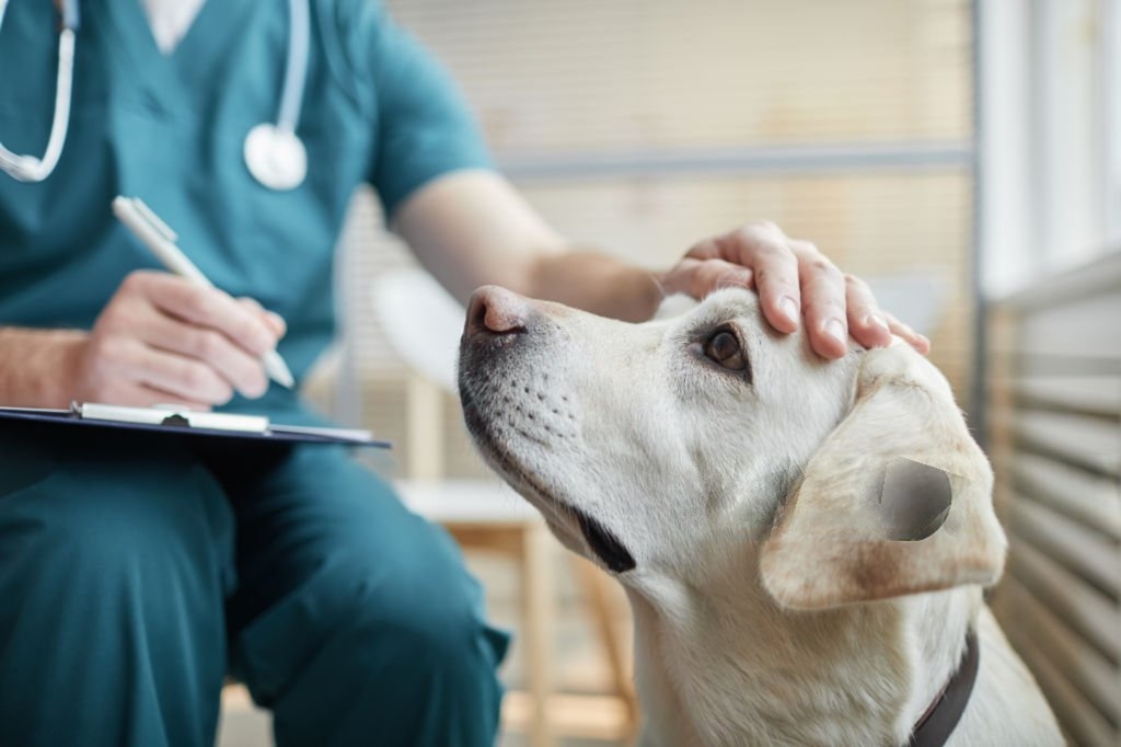 Veterinary Services in Bangalore